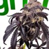 Orions Belt Strain by Raw Genetics (Bacio Belts x Blueberry Pie)