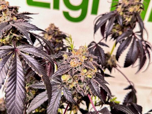 Orions Belt Strain by Raw Genetics (Bacio Belts x Blueberry Pie)