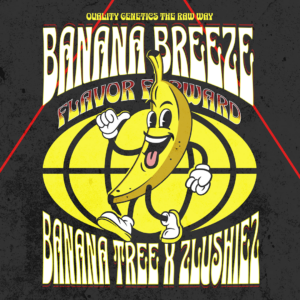 Banana Breeze Strain by Raw Genetics (Banana Tree x Zlushiez)