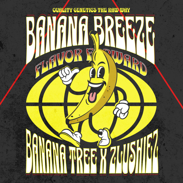 Banana Breeze Strain by Raw Genetics (Banana Tree x Zlushiez)