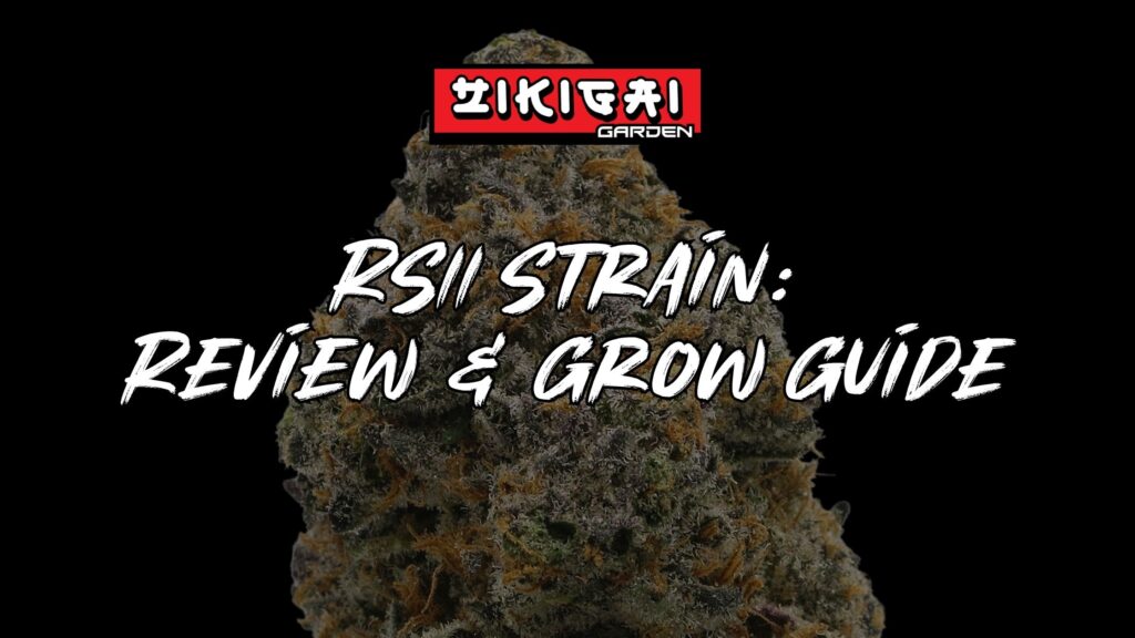RS11 Strain Review And Grow Guide