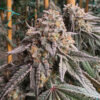 Z Foam Strain by Raw Genetics (Z Pie x Soap)