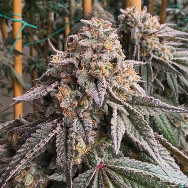 Z Foam Strain by Raw Genetics (Z Pie x Soap)