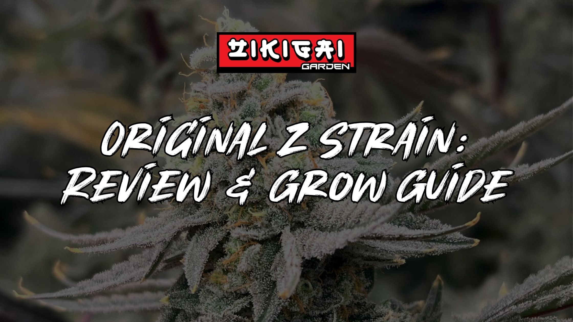 Original Z Strain Review and Grow Guide