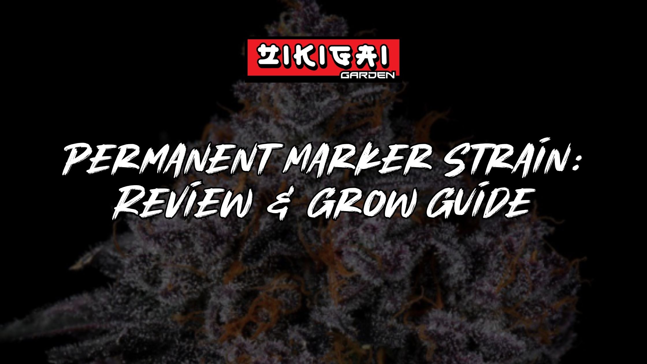 Permanent Marker Strain Review and Grow Guide