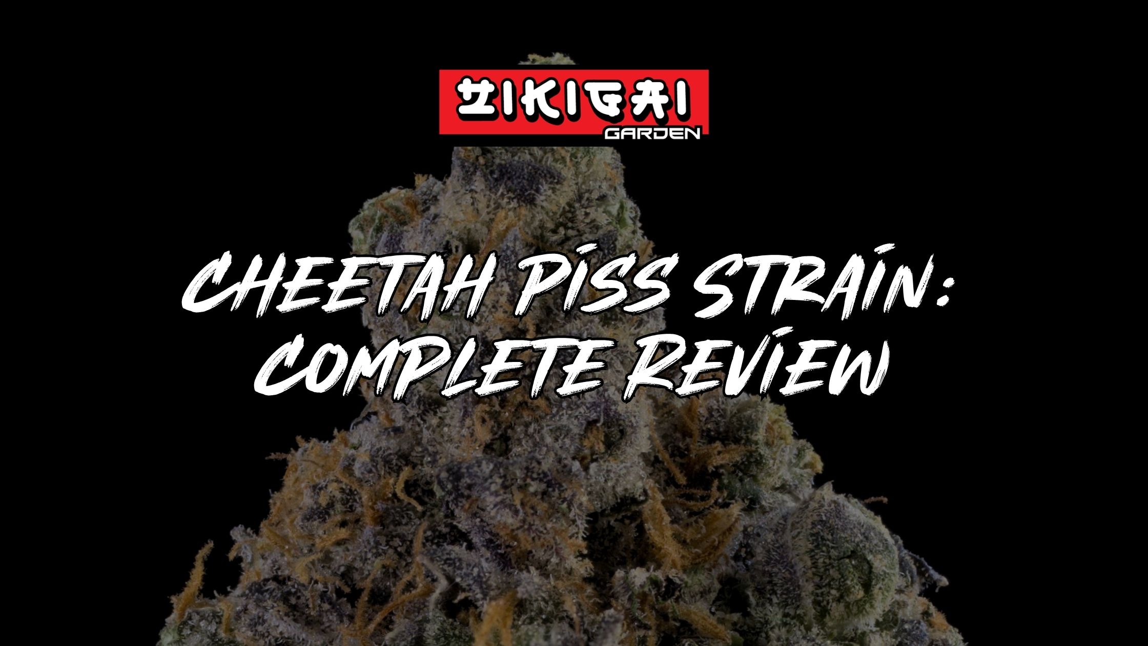 Cheetah Piss Strain Complete Review