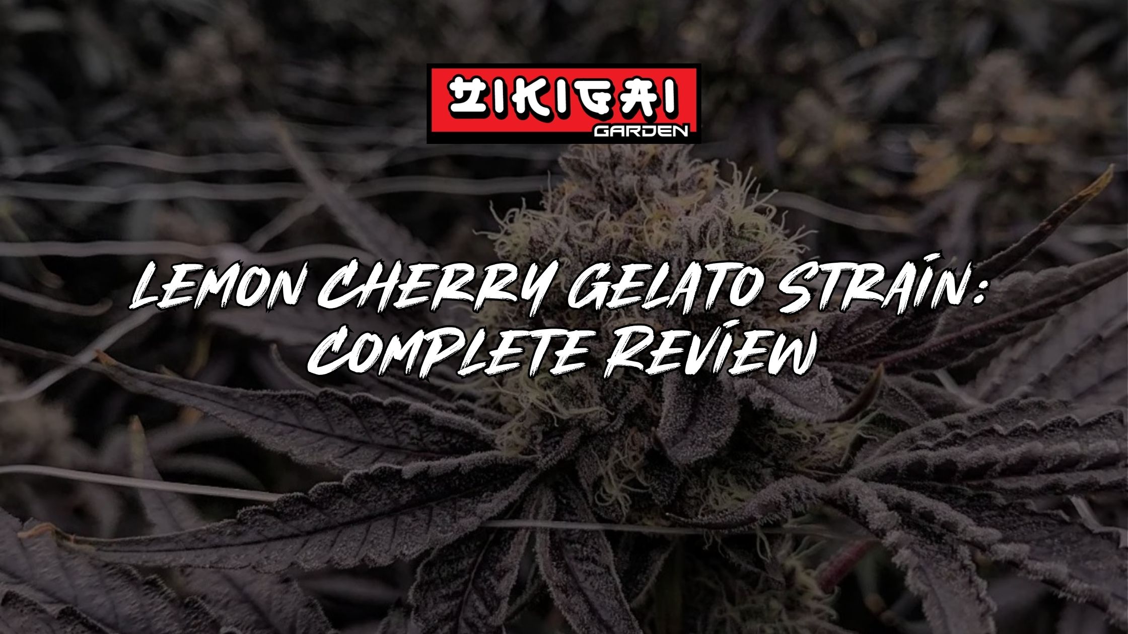 Lemon Cherry Gelato Strain Complete Review