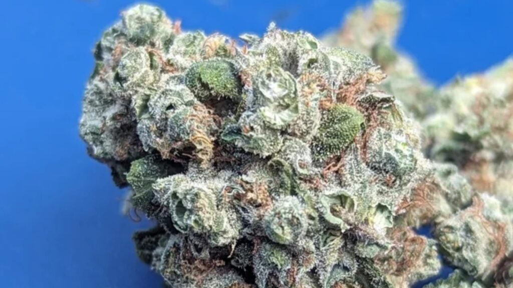 Cheetah Piss Strain Complete Review
