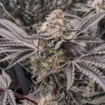 Lemon Cherry Gelato Strain Review by Raw Genetics