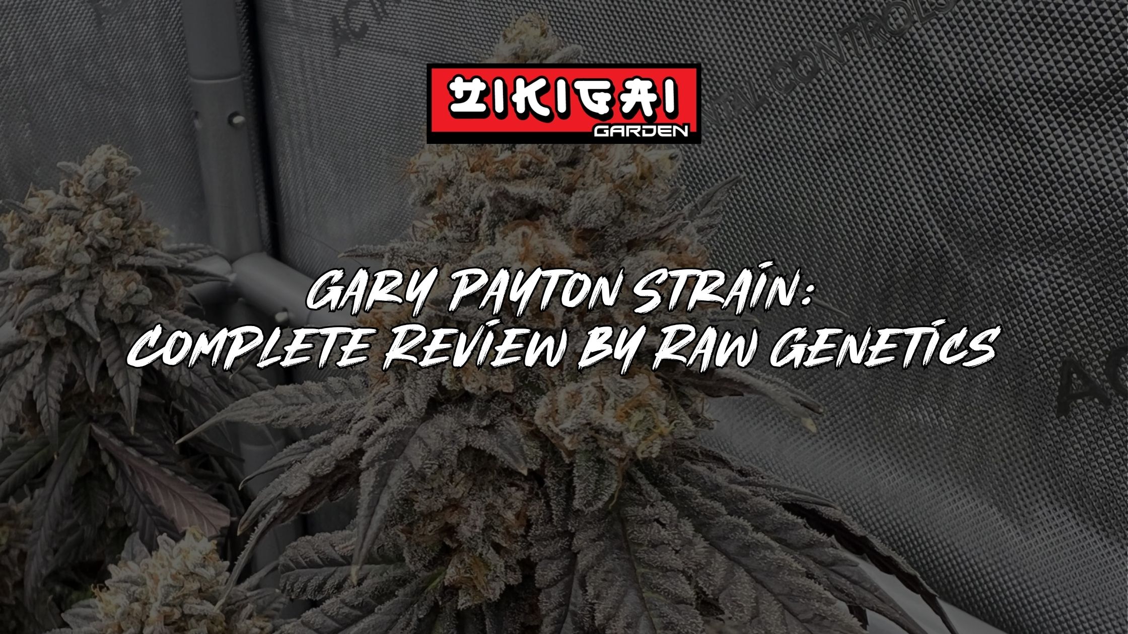 Gary Payton Strain Complete Review