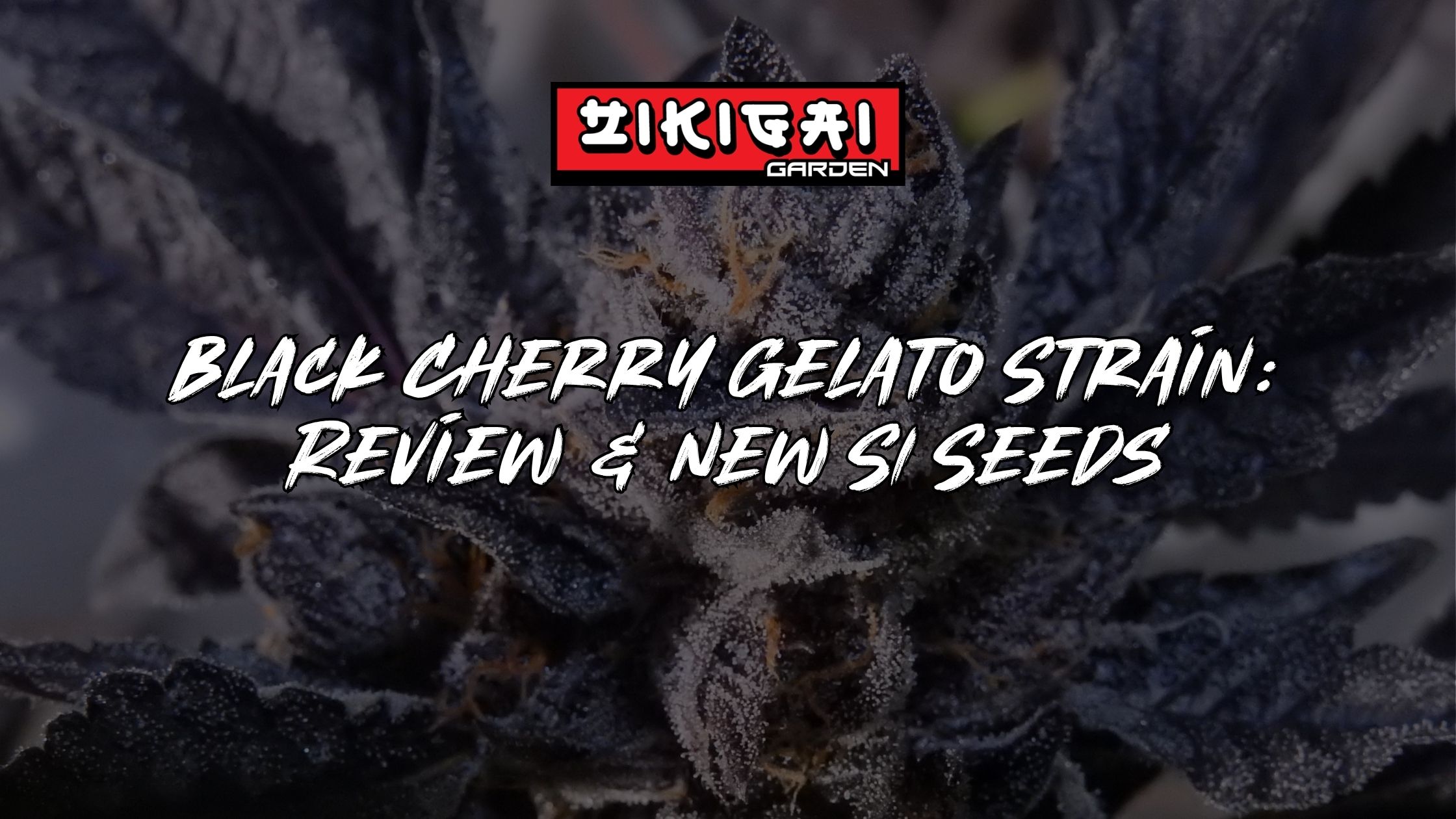 Black Cherry Gelato Strain Review and New S1 Seeds