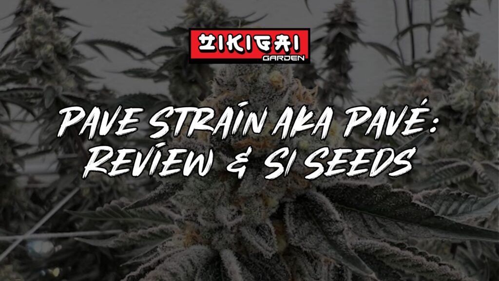 Pave Strain aka Pavé Review + S1 Seeds