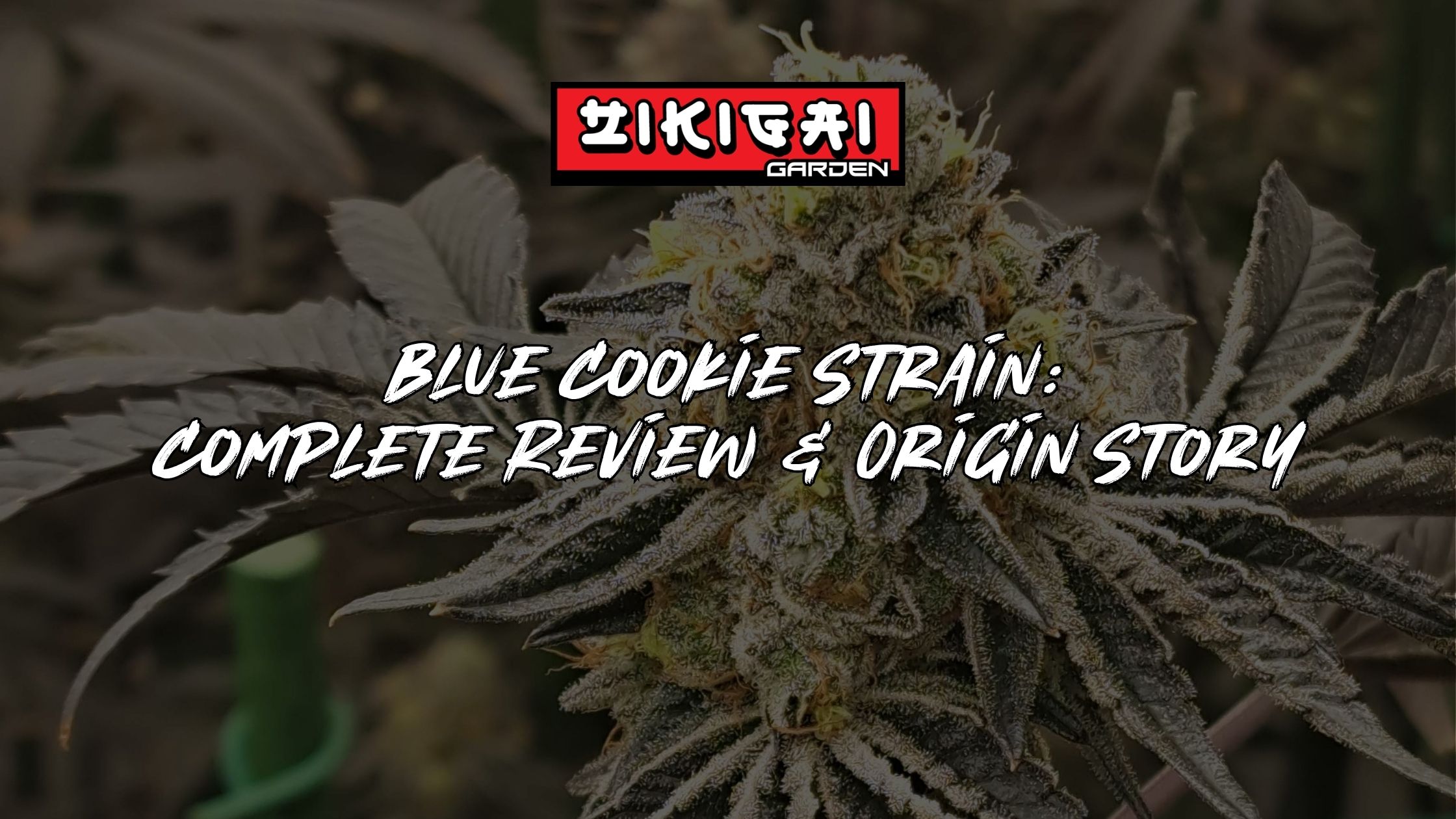 Blue Cookie Strain Review & REAL Origin Story
