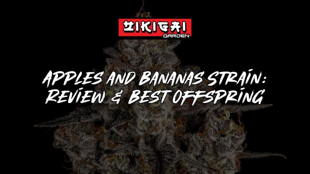 Apples and Bananas Strain Review + Best Feminized Offspring