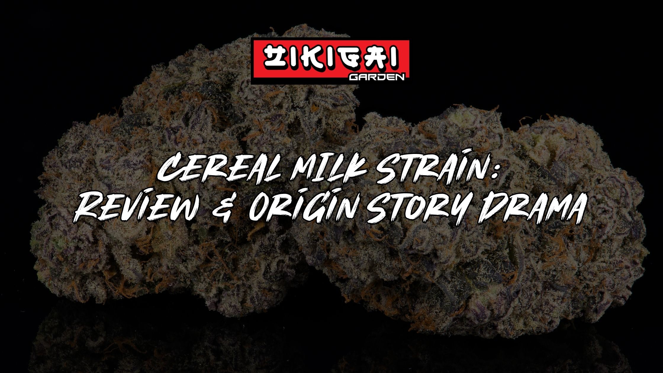 Cereal Milk Strain Review + Origin Story Drama