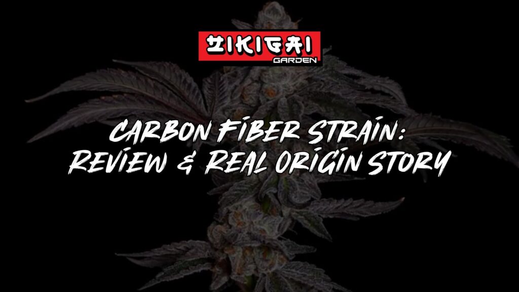 Carbon Fiber Strain Review + Real Origin Story