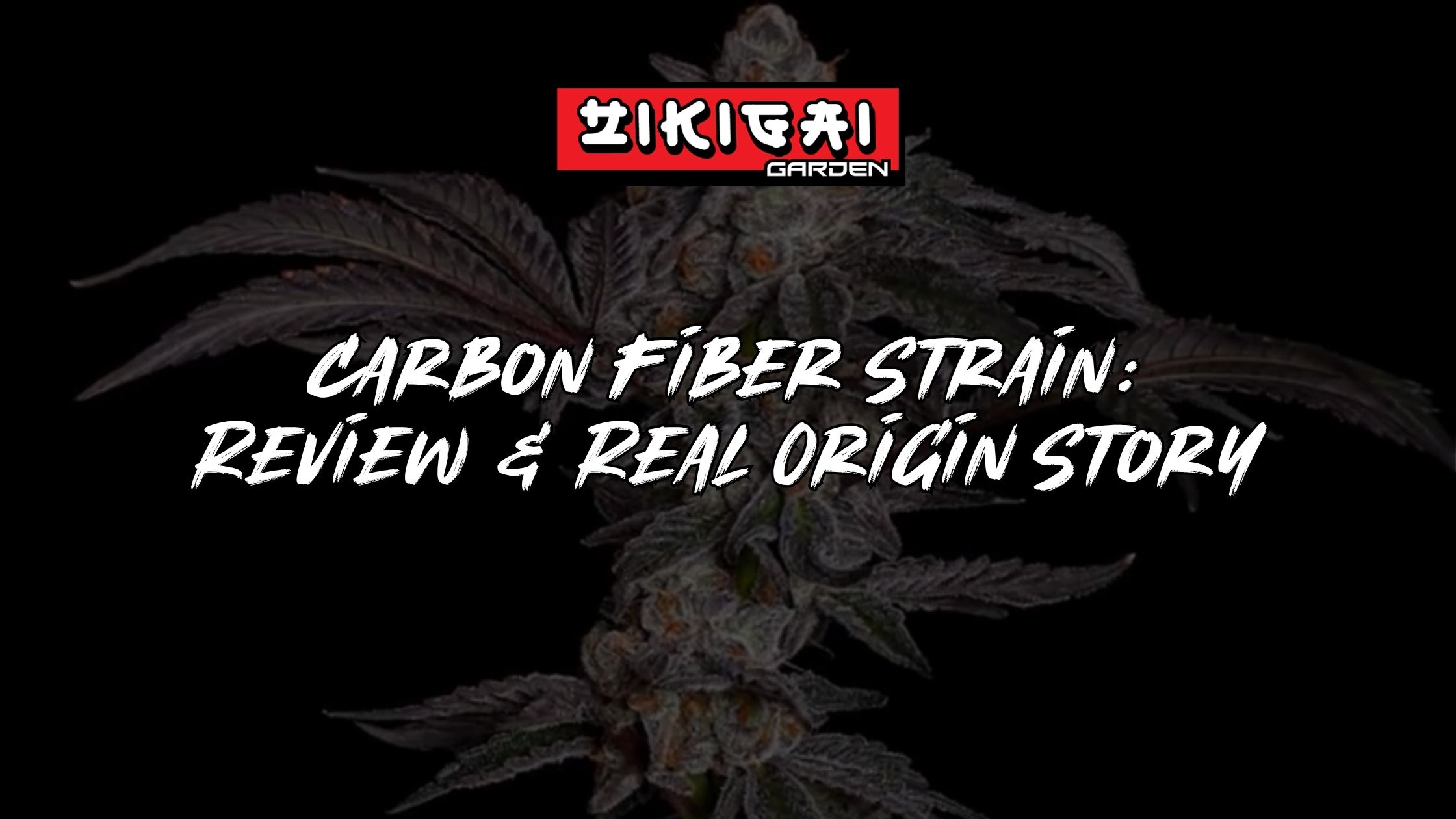 Carbon Fiber Strain Review + Real Origin Story