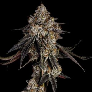 Apples and Bananas Strain Review + Best Feminized Offspring