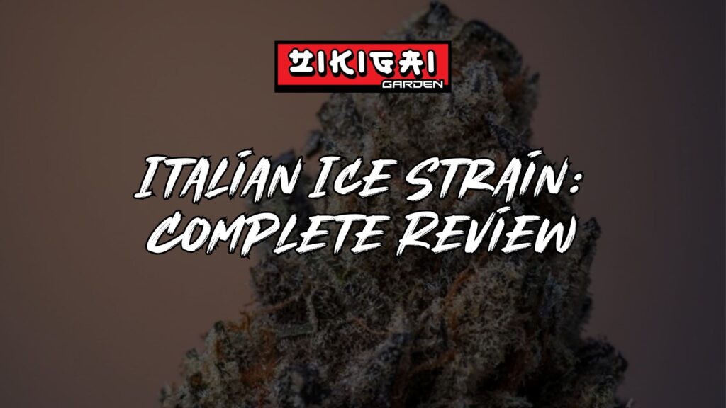 Italian Ice Strain Review