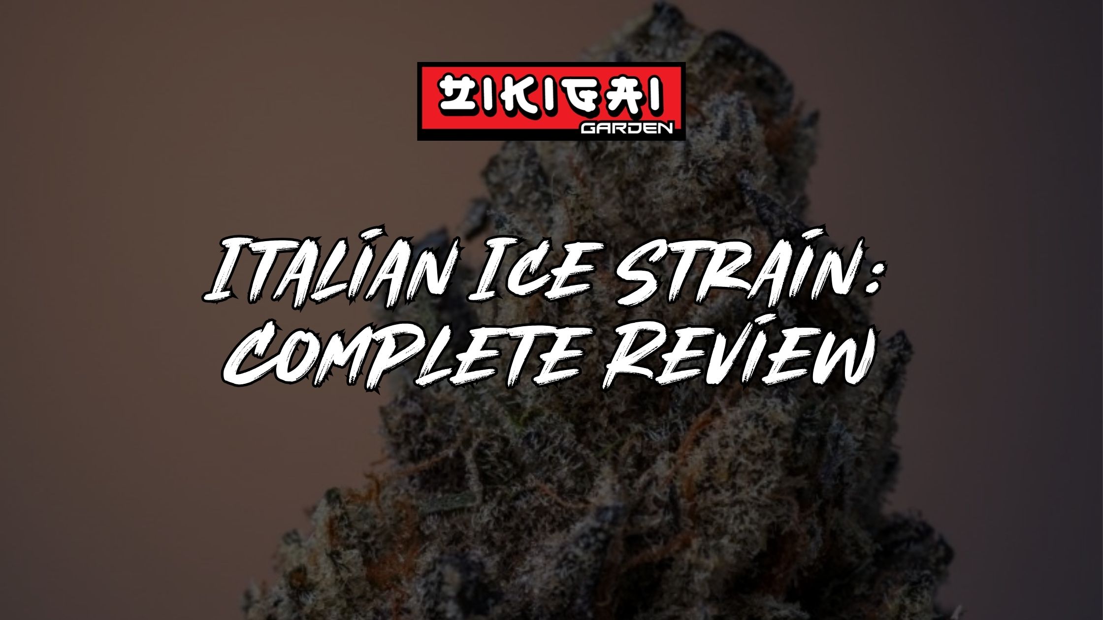 Italian Ice Strain Review