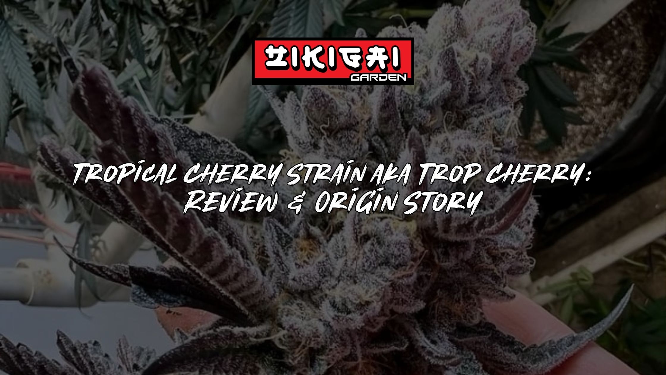 Tropical Cherry Strain aka Trop Cherry Review + Origin Story