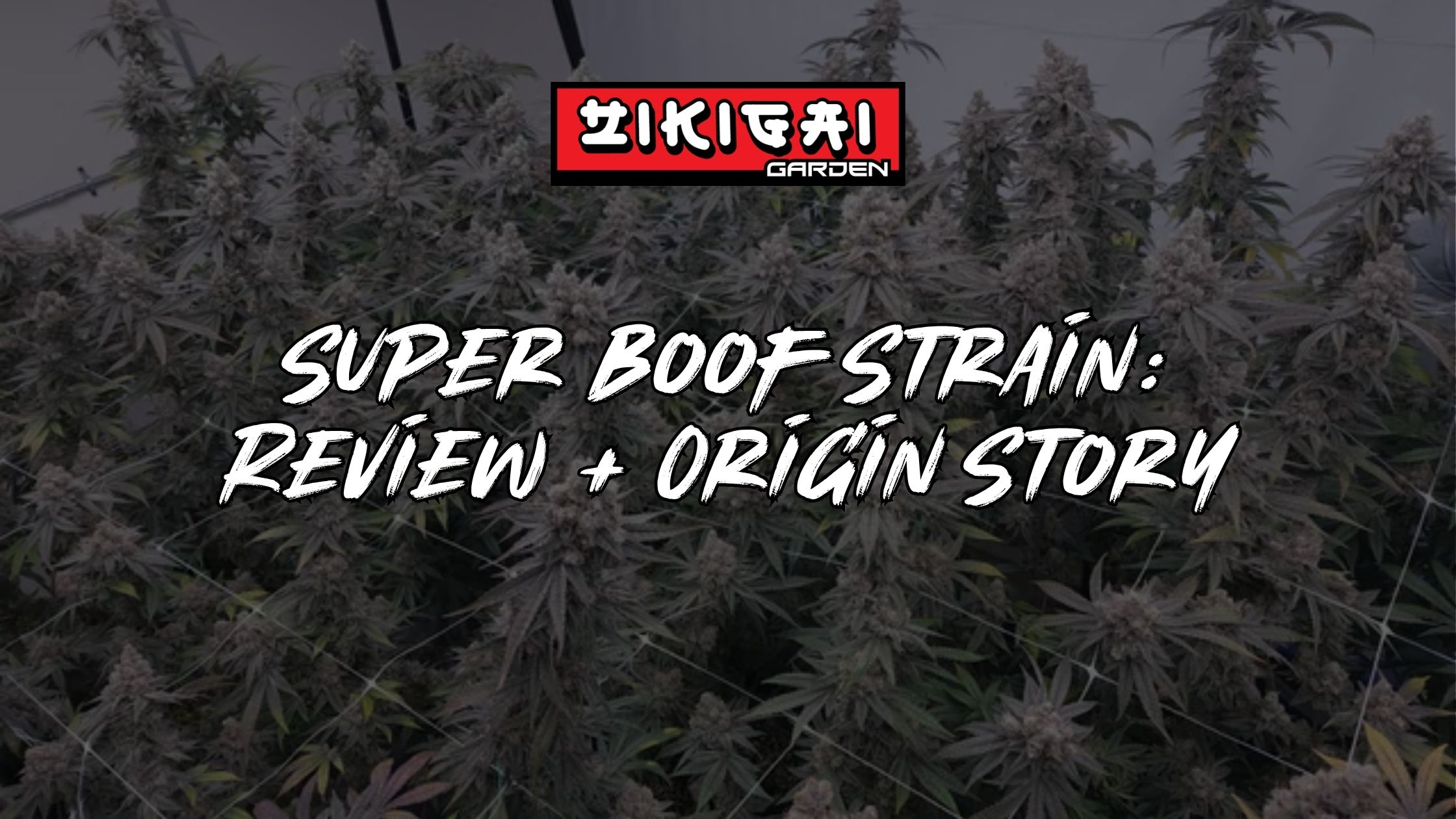 Super Boof Strain Review & Origin Story