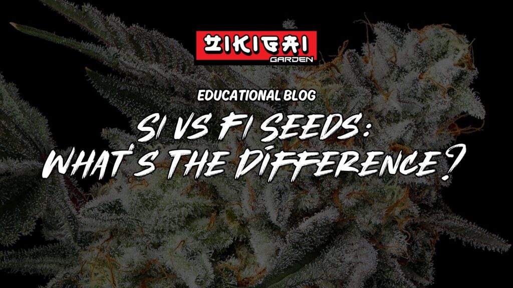 The Difference Between S1 vs F1 Seeds In Cannabis Breeding