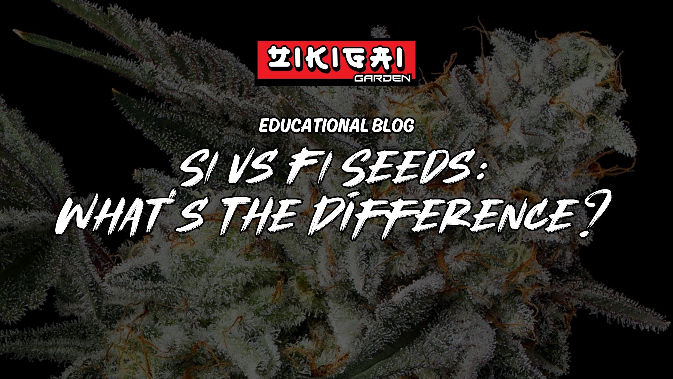 The Difference Between S1 vs F1 Seeds In Cannabis Breeding