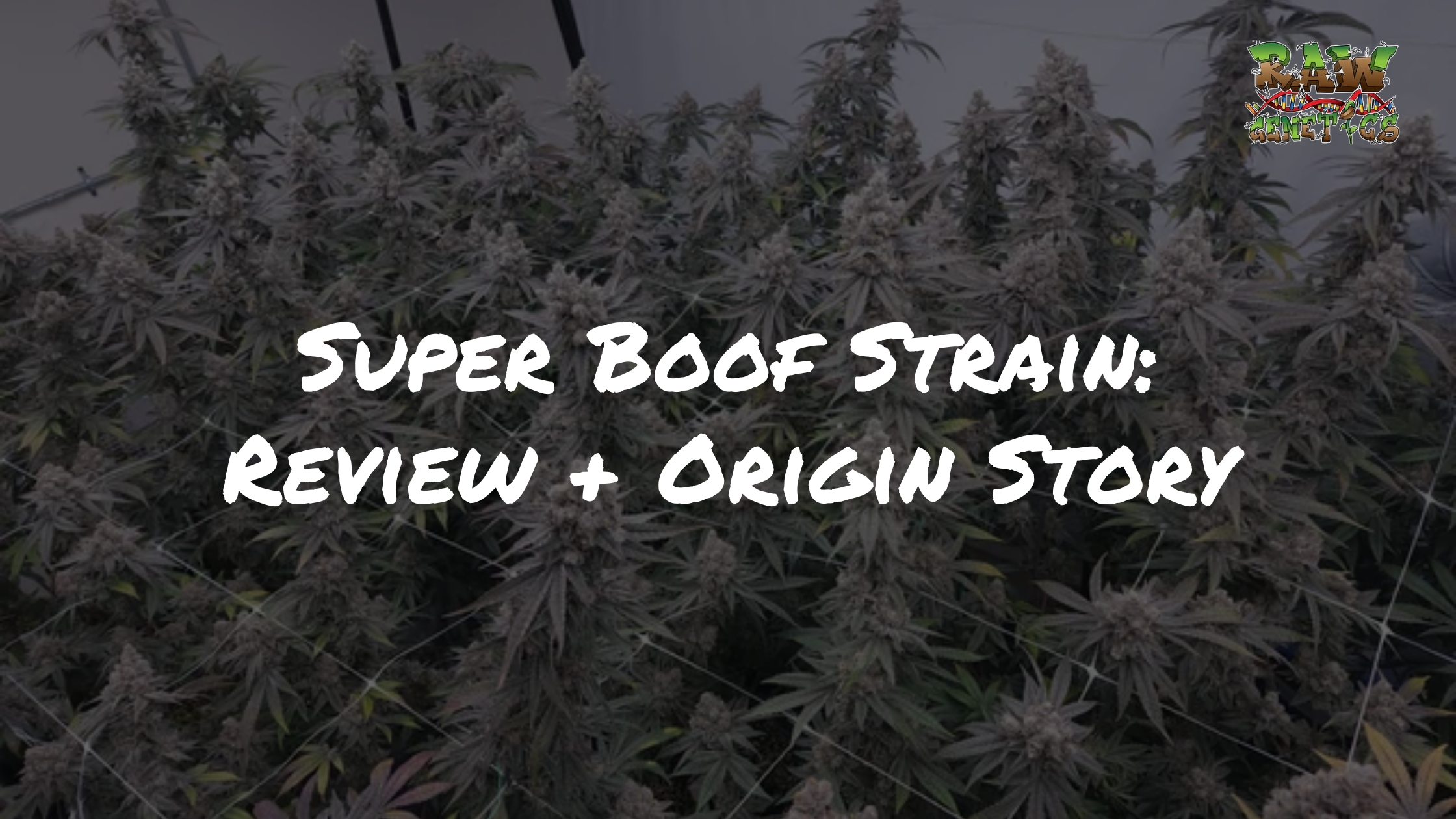 Super Boof Strain Review & Origin Story by Raw Genetics