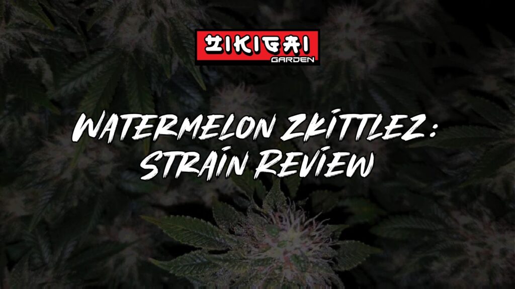 Watermelon Zkittlez Strain Review