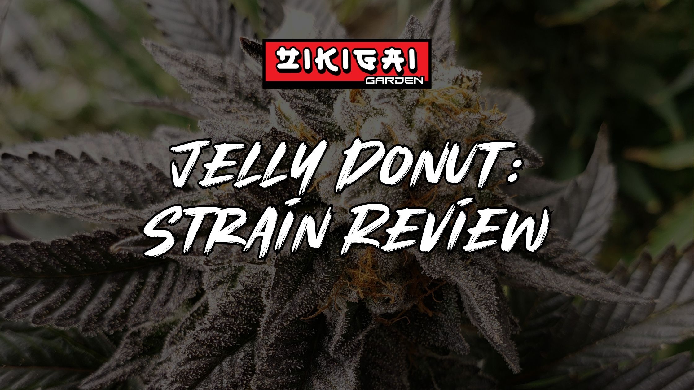 Jelly Donut Strain Review