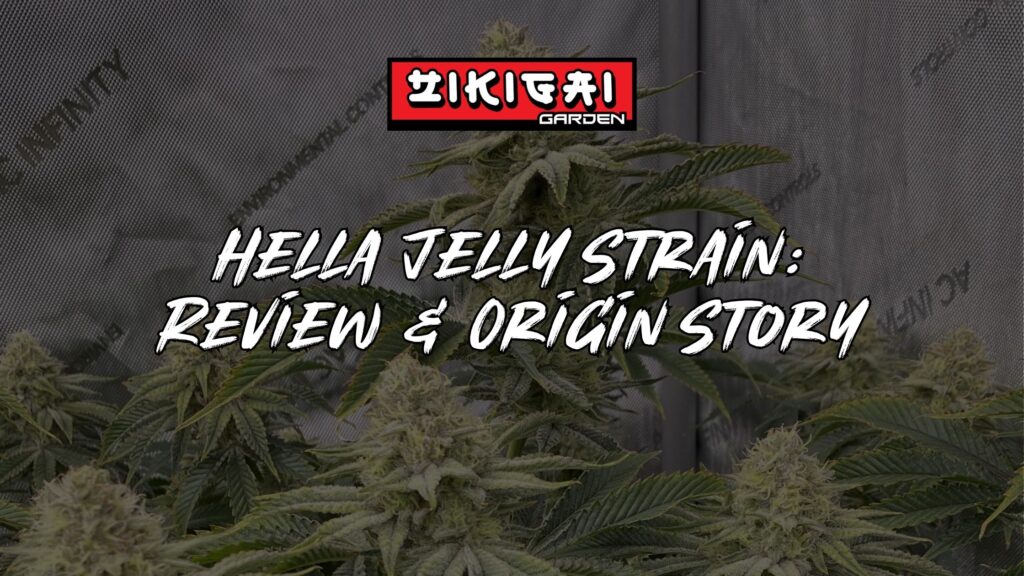 Hella Jelly Strain Review & Origin Story