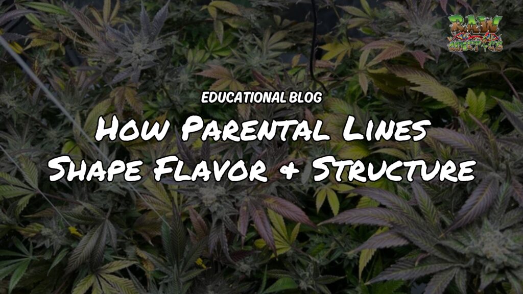 How Parental Lines Shape Flavor And Structure In Cannabis Breeding