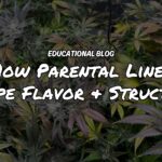 How Parental Lines Shape Flavor And Structure In Cannabis Breeding