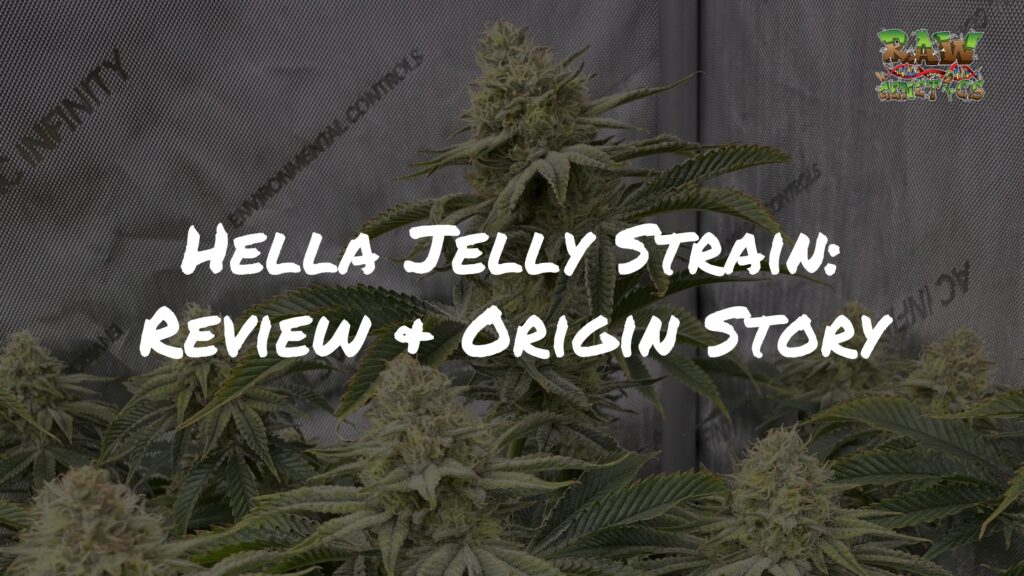 Hella Jelly Strain Review & Origin Story by Raw Genetics