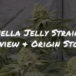 Hella Jelly Strain Review & Origin Story by Raw Genetics