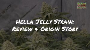 Hella Jelly Strain Review & Origin Story by Raw Genetics