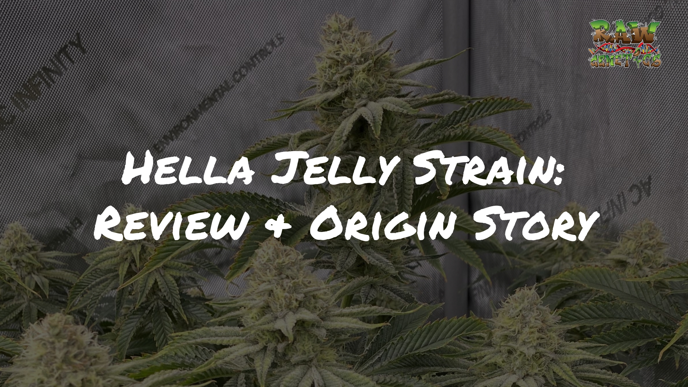Hella Jelly Strain Review & Origin Story by Raw Genetics