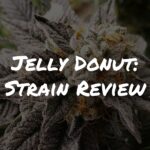 Jelly Donut Strain Review by Raw Genetics