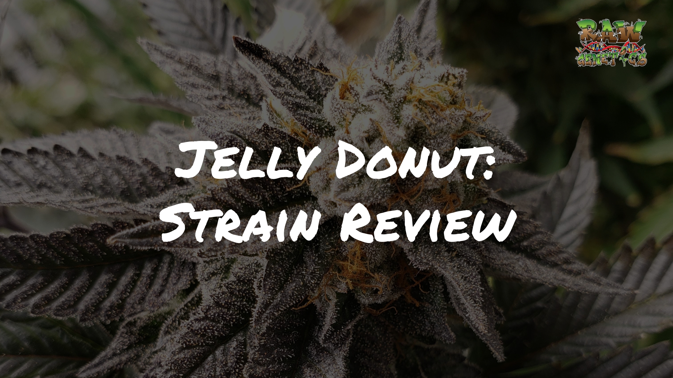 Jelly Donut Strain Review by Raw Genetics