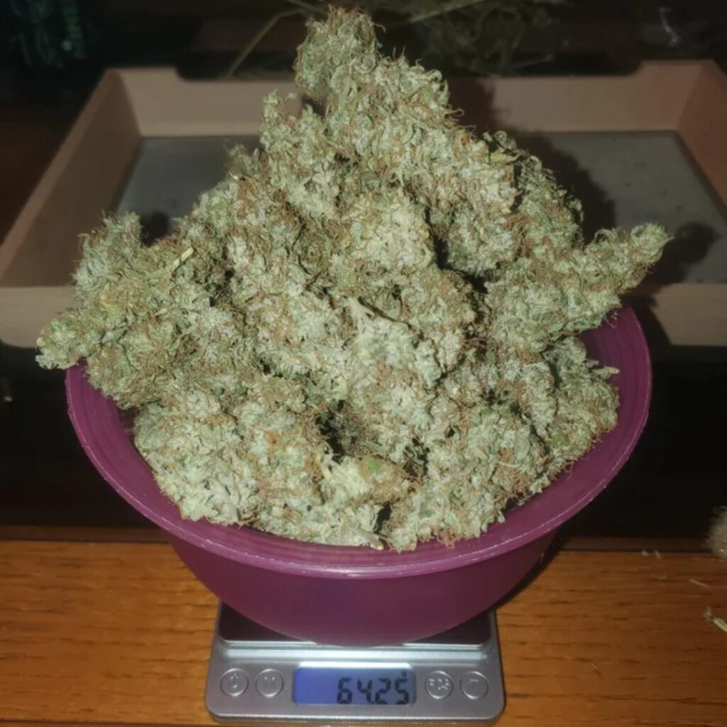 Watermelon Zkittlez Strain Review - Raw Genetics