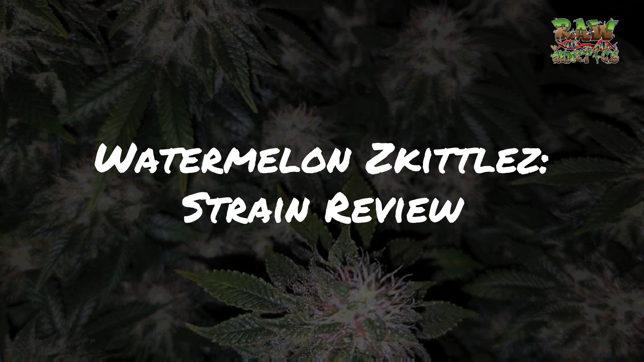 Watermelon Zkittlez Strain Review by Raw Genetics