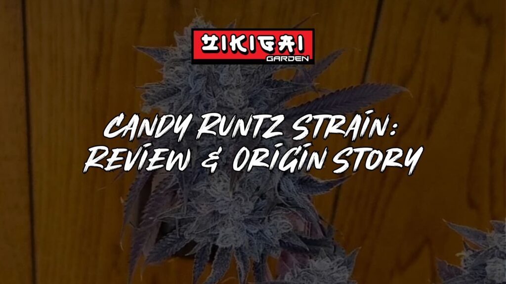 Candy Runtz Strain Review + Origin Story