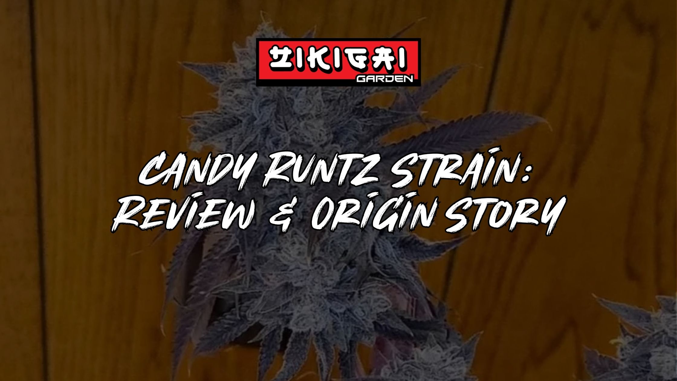 Candy Runtz Strain Review + Origin Story