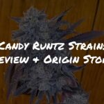 Candy Runtz Strain Review + Origin Story | Raw Genetics