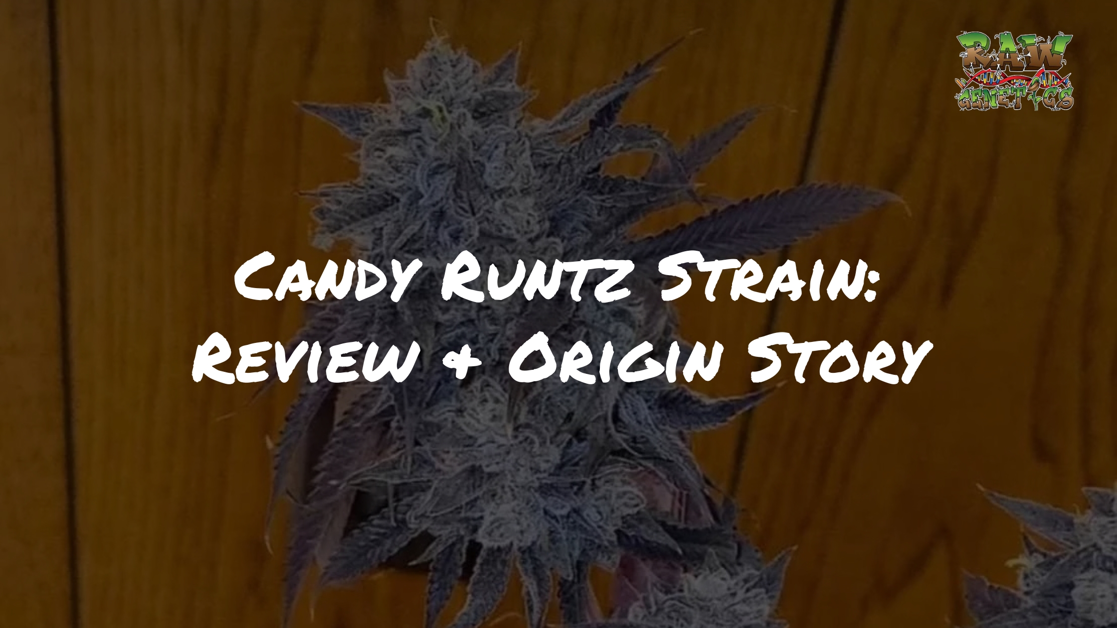 Candy Runtz Strain Review + Origin Story | Raw Genetics