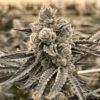 candy truffles strain image