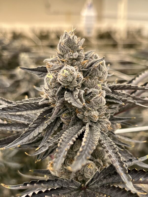 candy truffles strain image