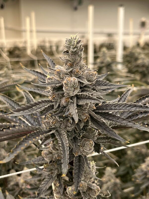 candy truffles strain picture