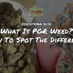 What is PGR Weed? How To Spot The Difference